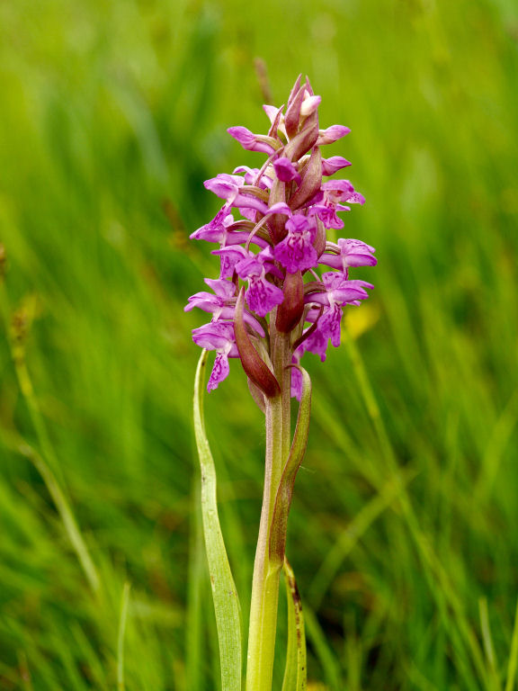 Dubbi du due orchidee